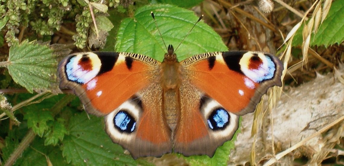 Spotted orange butterfly