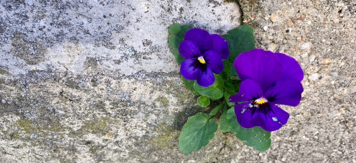 pansies blooming from stone